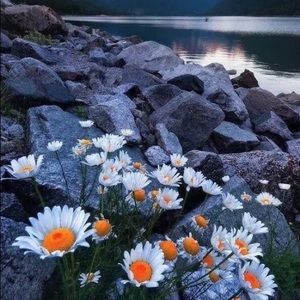 Meet your Posher, India